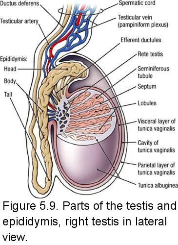 Electronic Dissection Manual Pelvis And Perineum